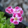 Pelargonium 'Beromunster' - Pelargoon 'Beromunster' P9/0,55L